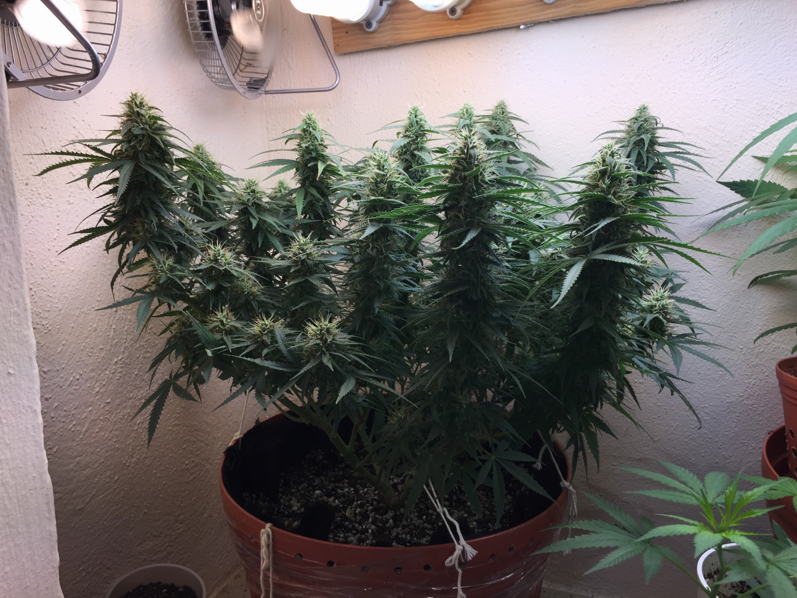 Click image for larger version

Name:	IMG_6093.jpg
Views:	157
Size:	4.50 MB
ID:	96550