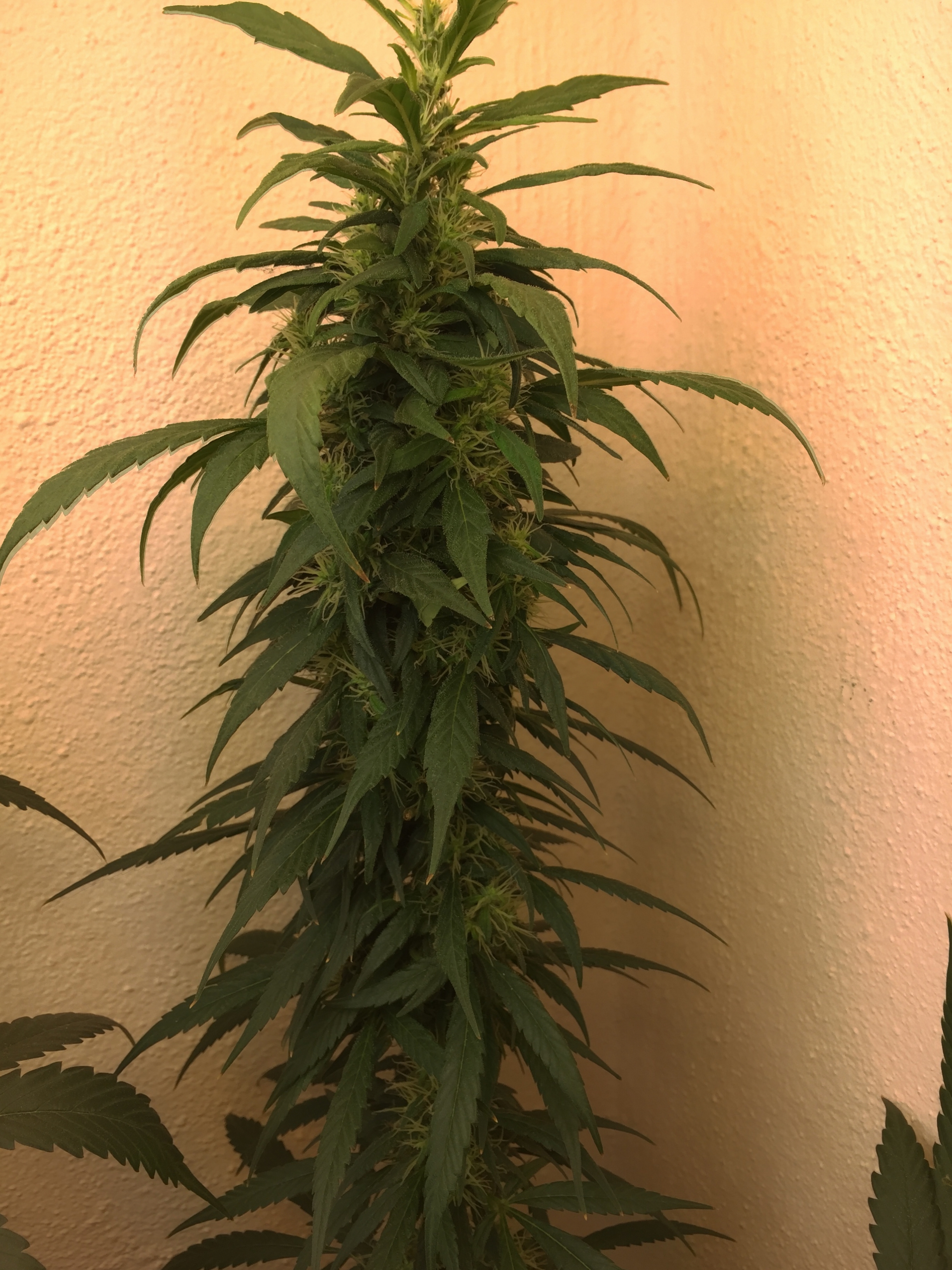 Click image for larger version

Name:	IMG_6122.jpg
Views:	167
Size:	3.81 MB
ID:	96561