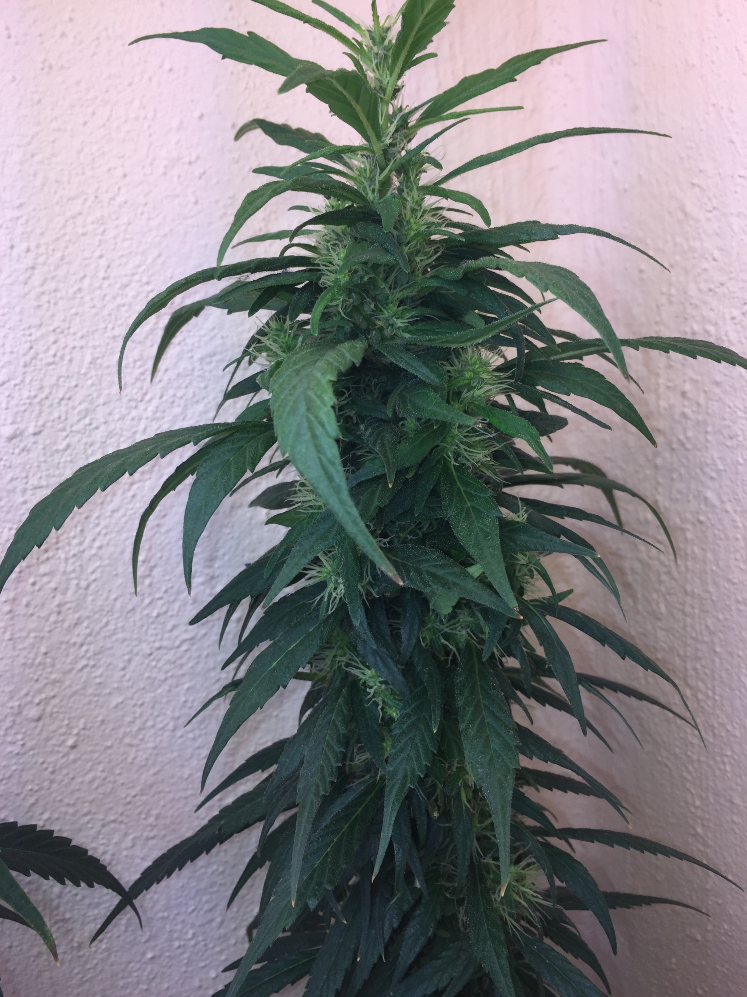 Click image for larger version

Name:	IMG_6084.jpg
Views:	190
Size:	4.05 MB
ID:	96532