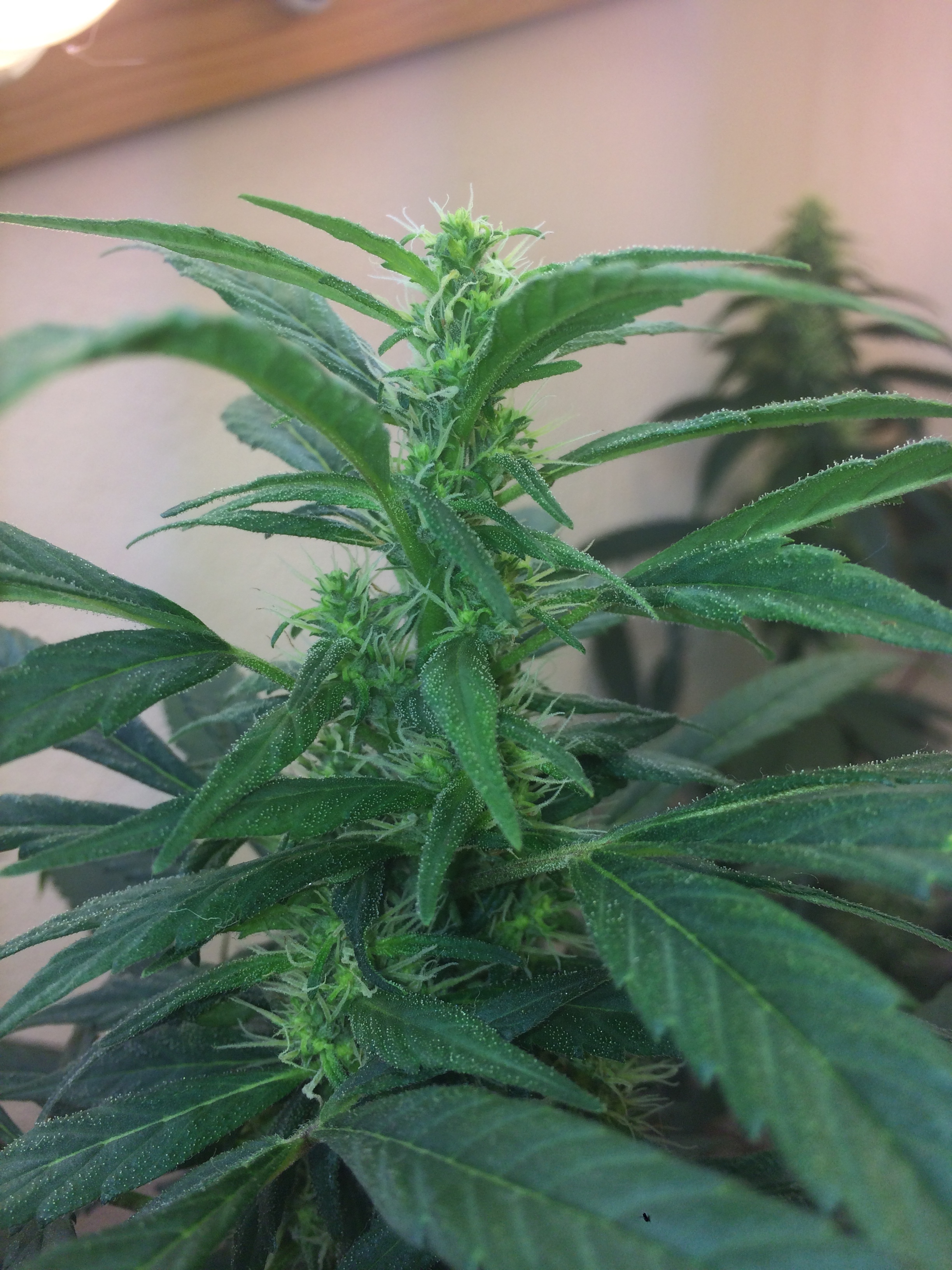 Click image for larger version

Name:	IMG_2010.JPG
Views:	158
Size:	3.53 MB
ID:	91586