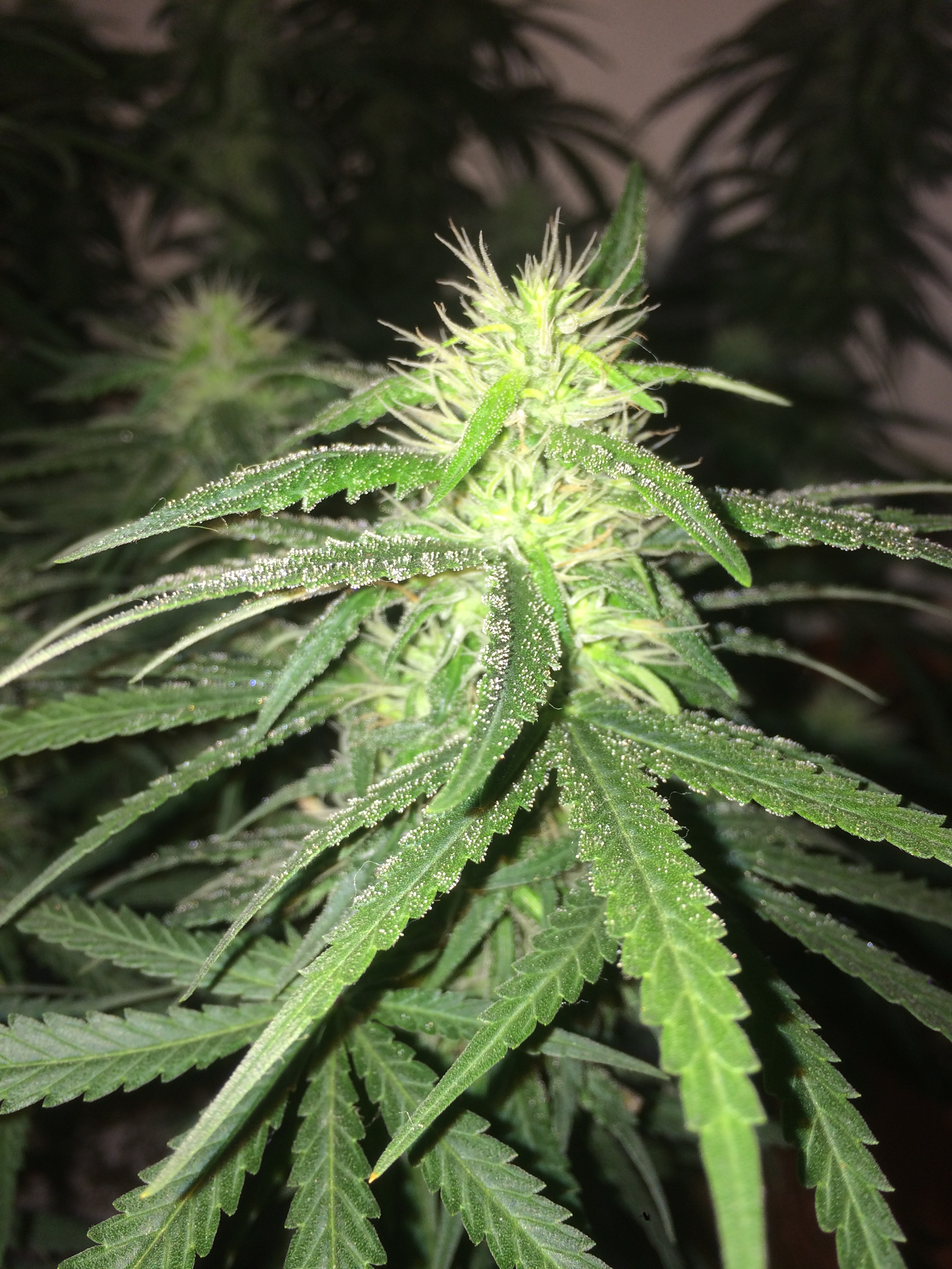 Click image for larger version

Name:	IMG_1988.JPG
Views:	151
Size:	3.86 MB
ID:	91588