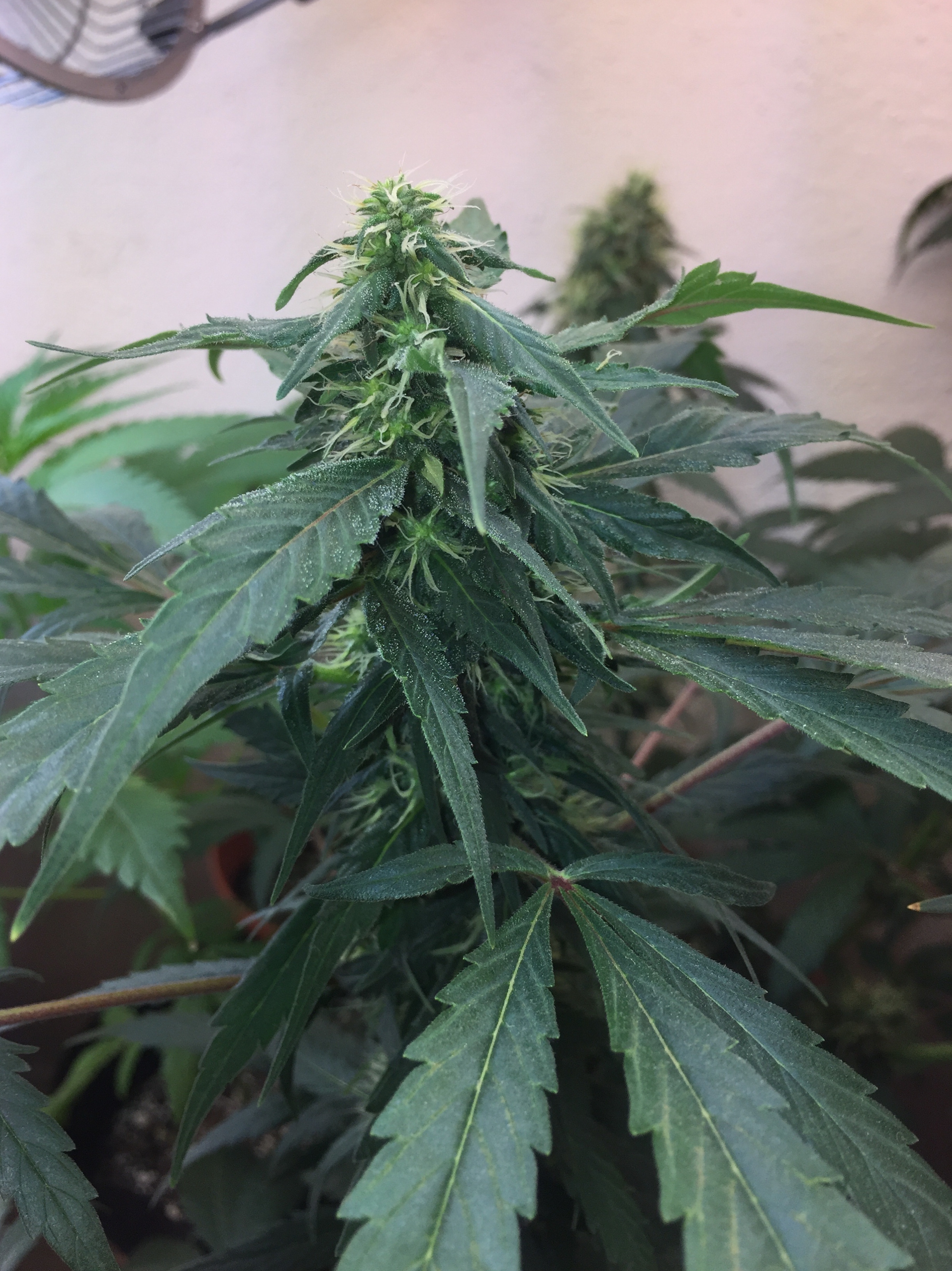 Click image for larger version

Name:	IMG_6085.jpg
Views:	190
Size:	4.09 MB
ID:	96533