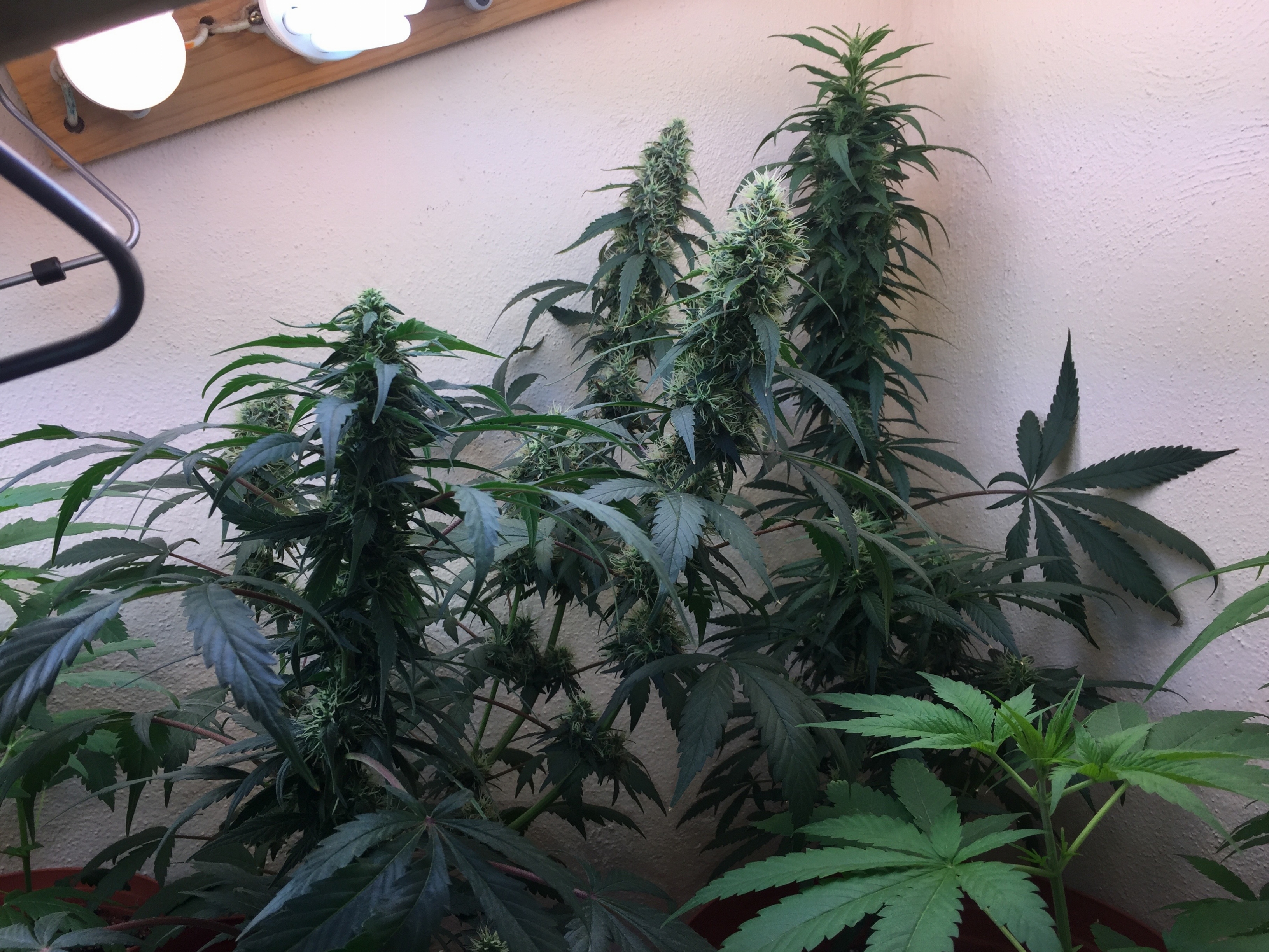 Click image for larger version

Name:	IMG_6086.jpg
Views:	175
Size:	4.52 MB
ID:	96536