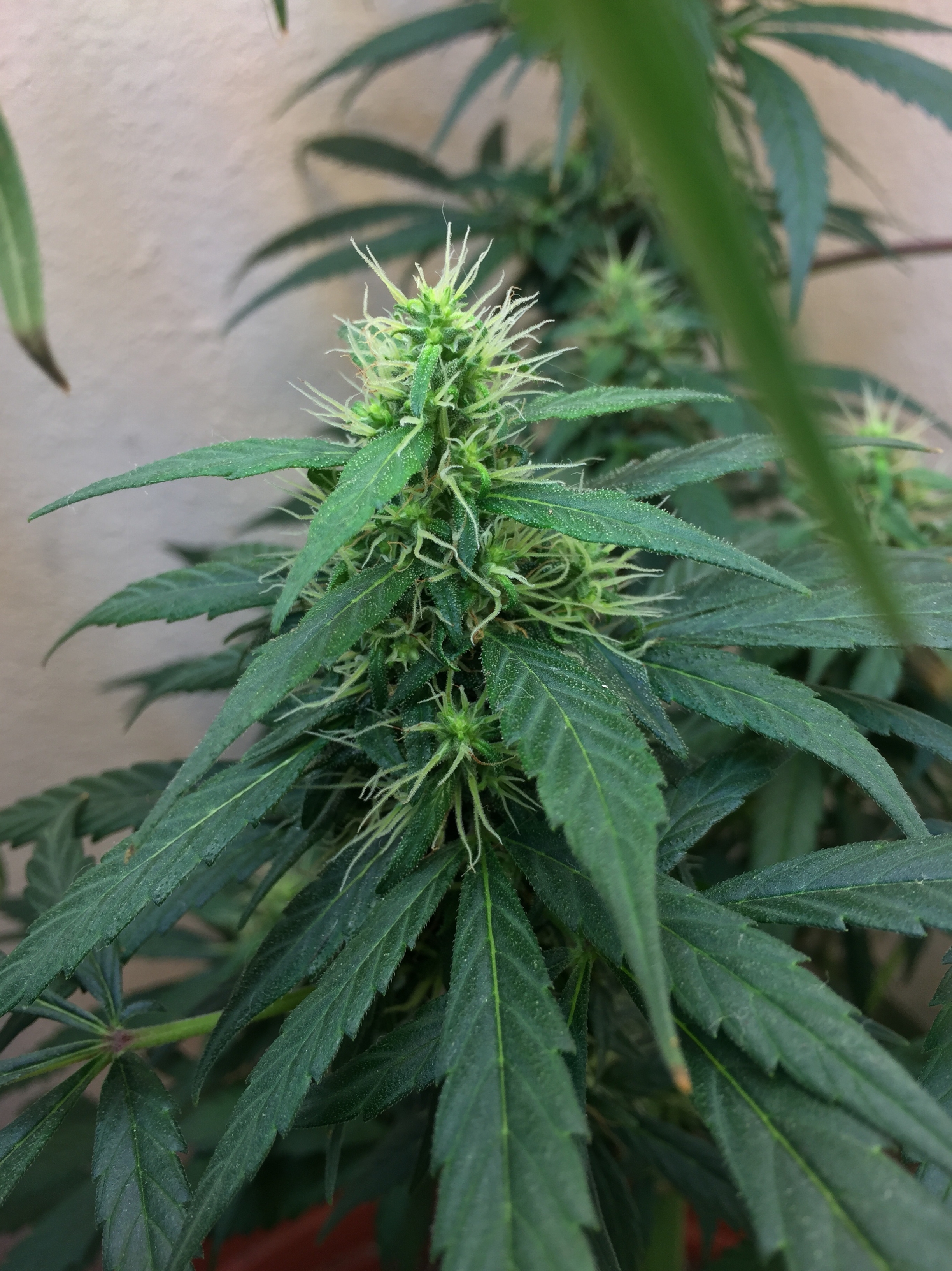 Click image for larger version

Name:	IMG_6118.jpg
Views:	135
Size:	4.11 MB
ID:	96559