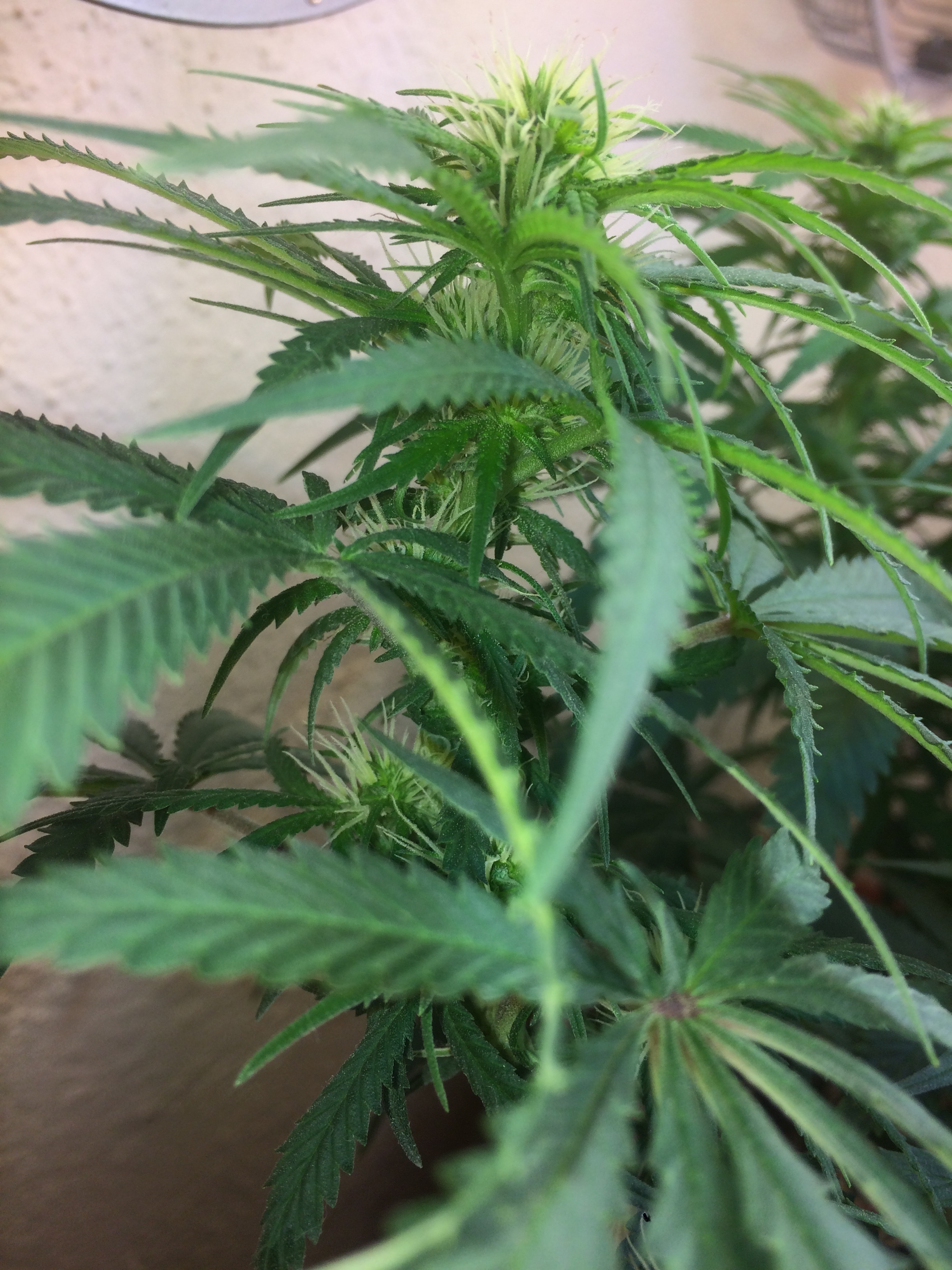 Click image for larger version

Name:	IMG_2104.JPG
Views:	148
Size:	3.37 MB
ID:	82594