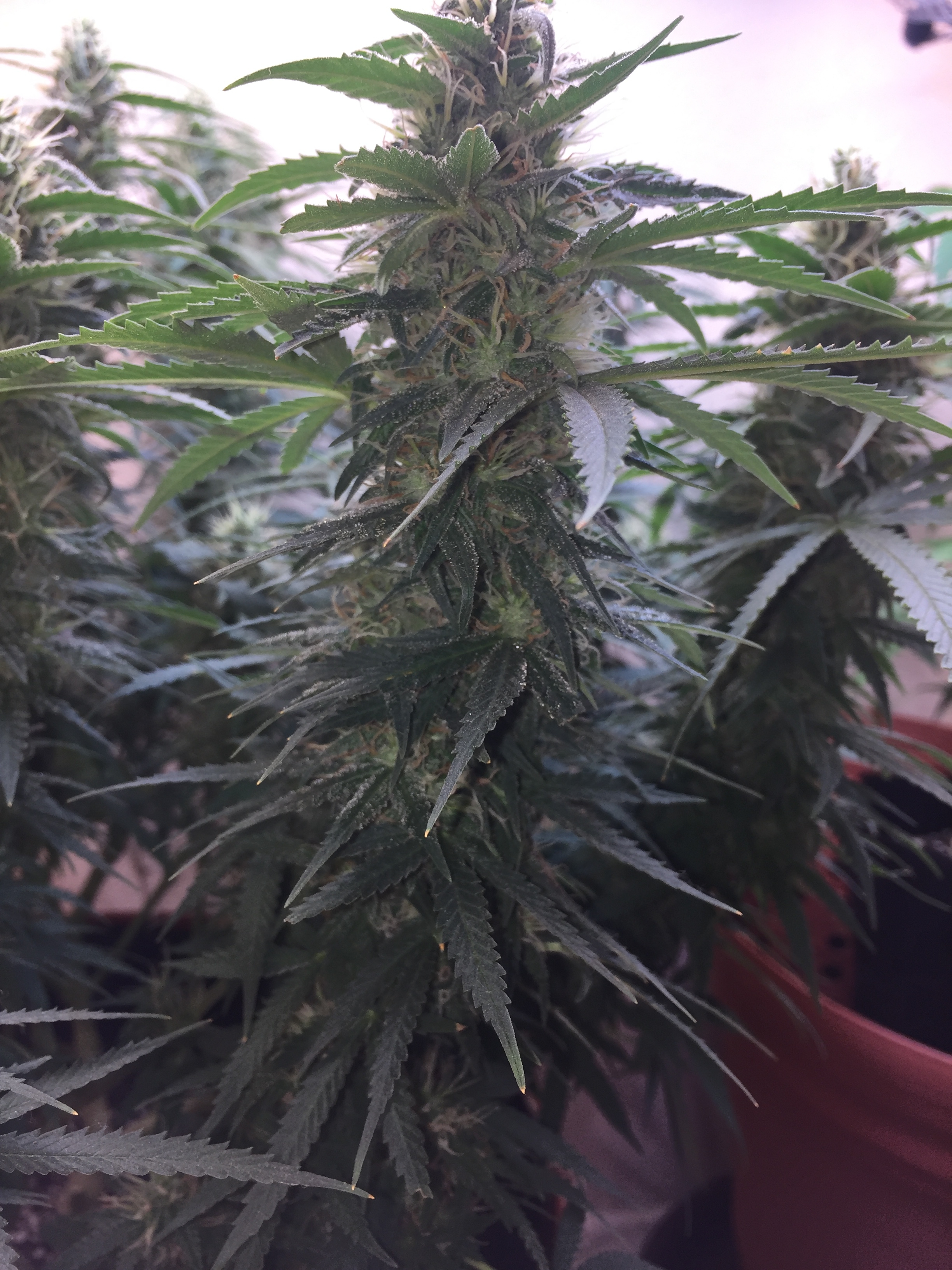 Click image for larger version

Name:	IMG_6081.JPG
Views:	136
Size:	3.39 MB
ID:	96535