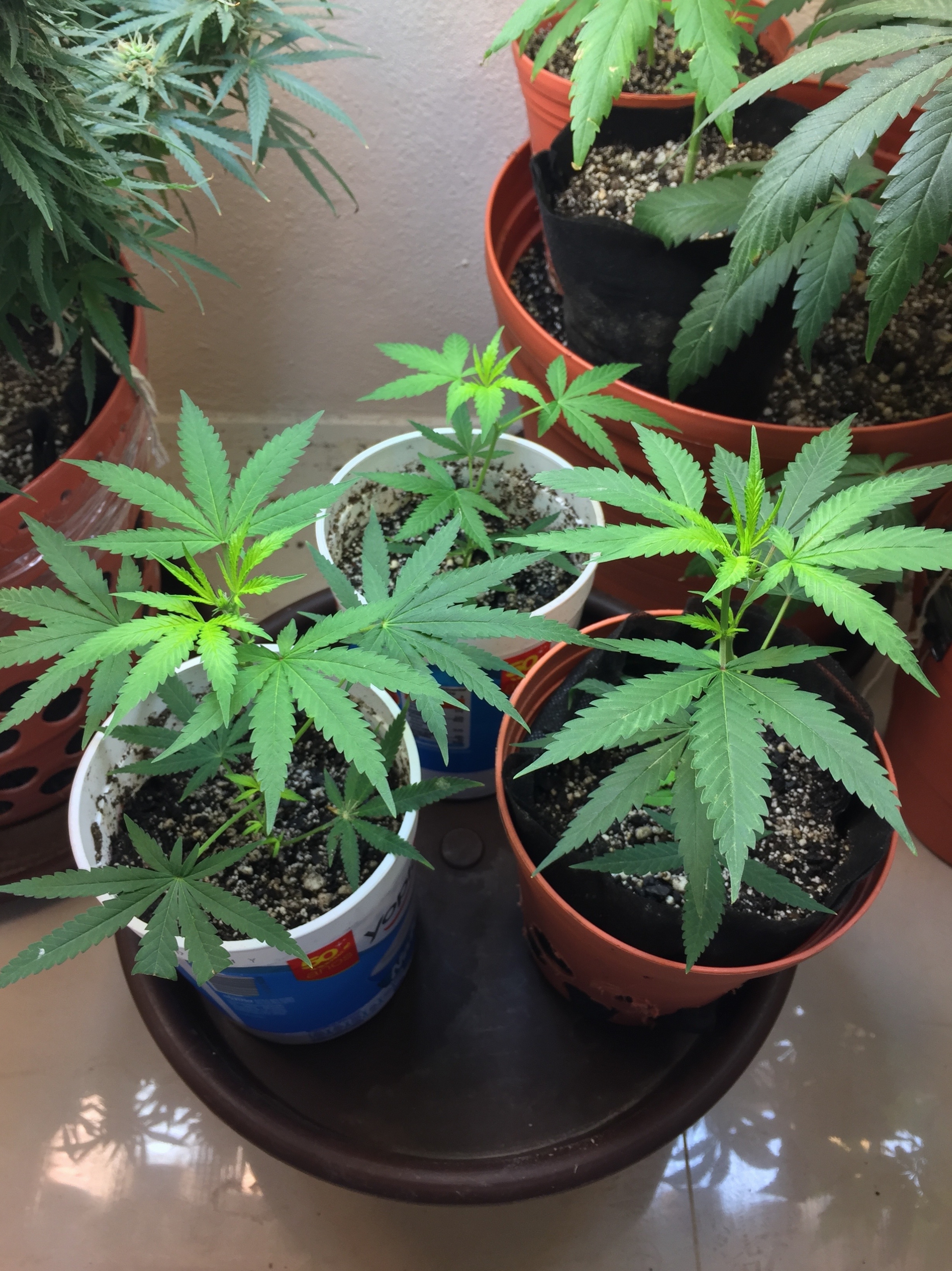 Click image for larger version

Name:	IMG_6108.jpg
Views:	215
Size:	4.32 MB
ID:	96564