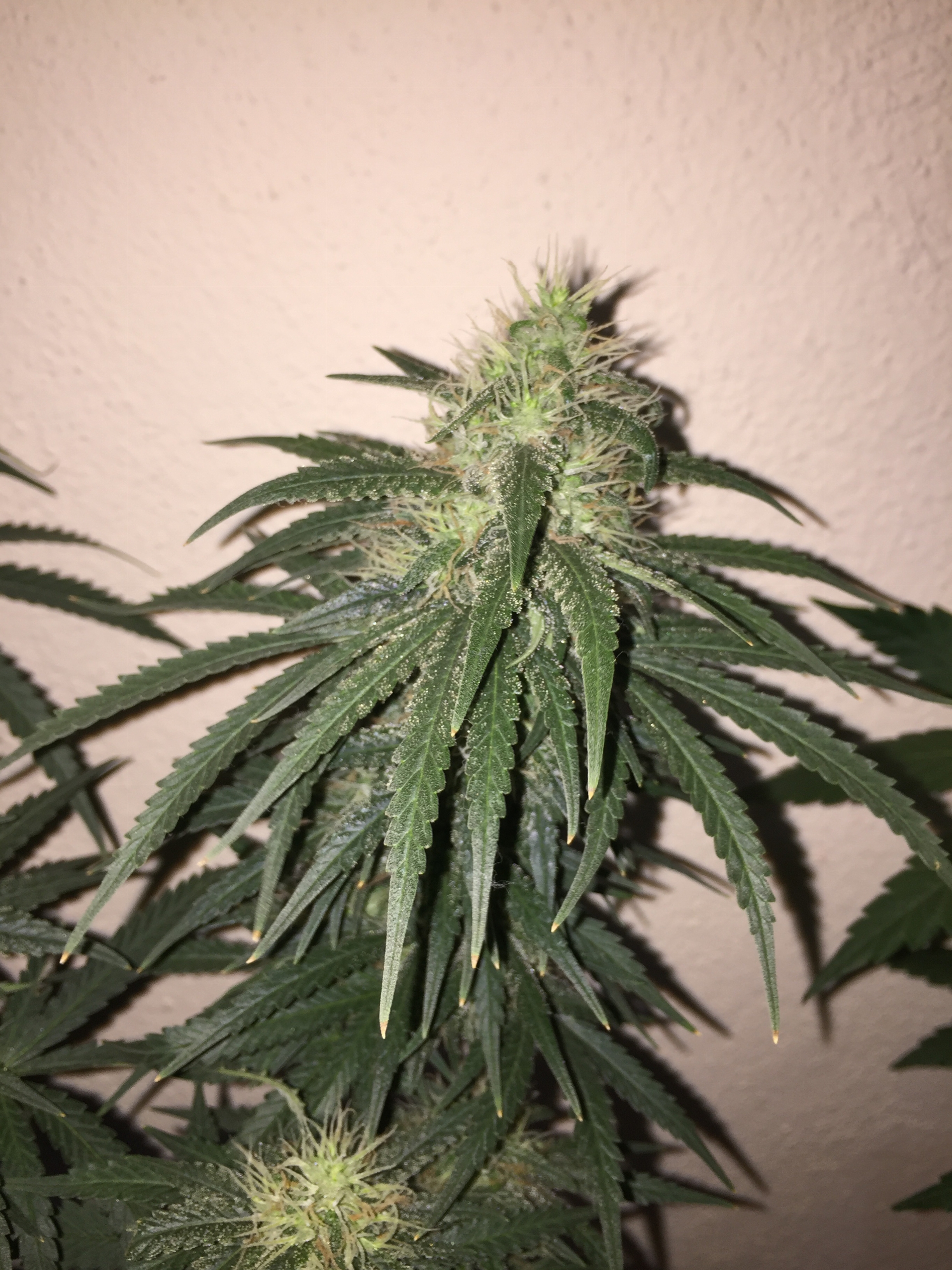 Click image for larger version

Name:	IMG_6101.jpg
Views:	160
Size:	3.80 MB
ID:	96552