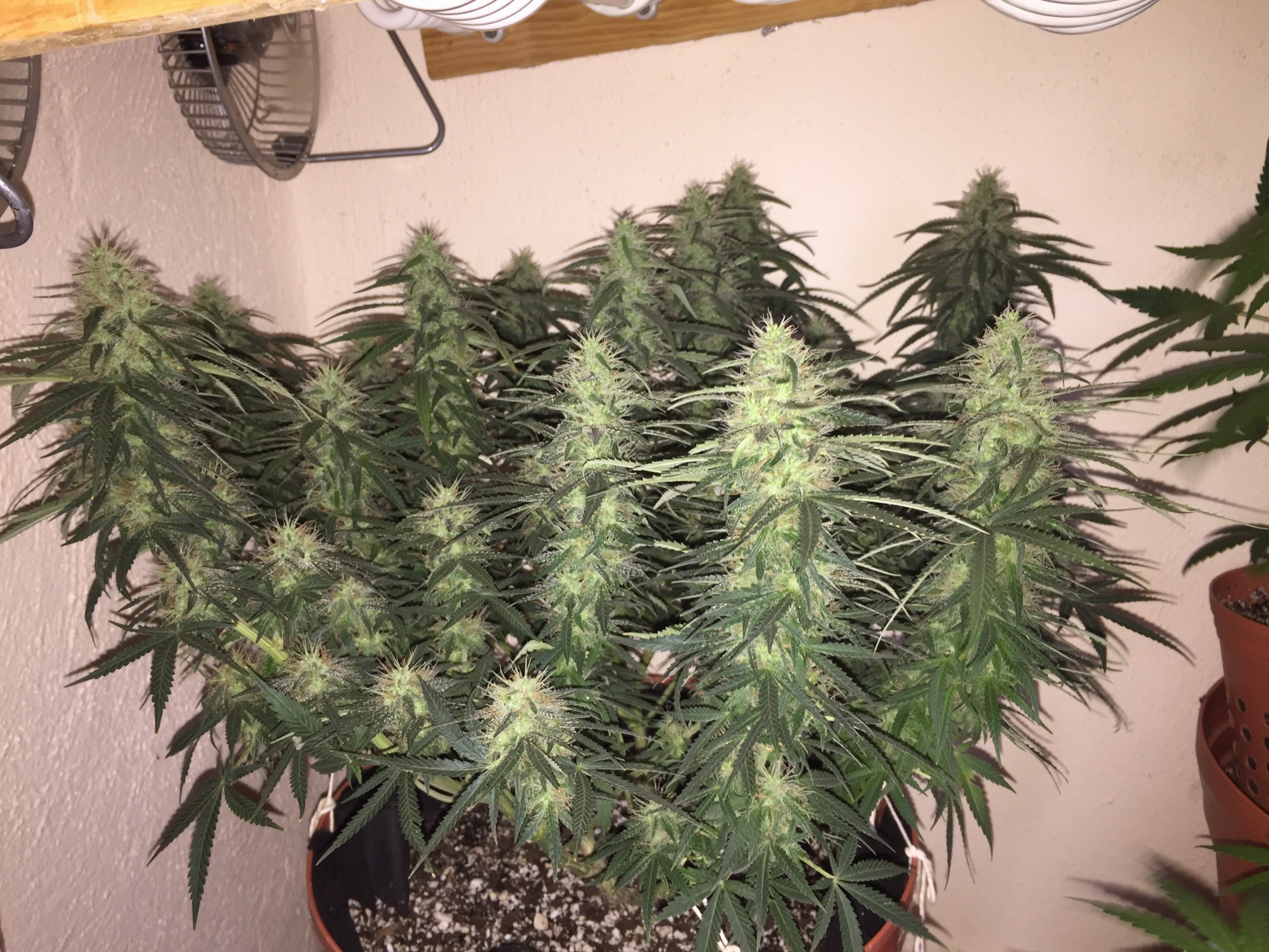 Click image for larger version

Name:	IMG_6097.jpg
Views:	183
Size:	4.70 MB
ID:	96557