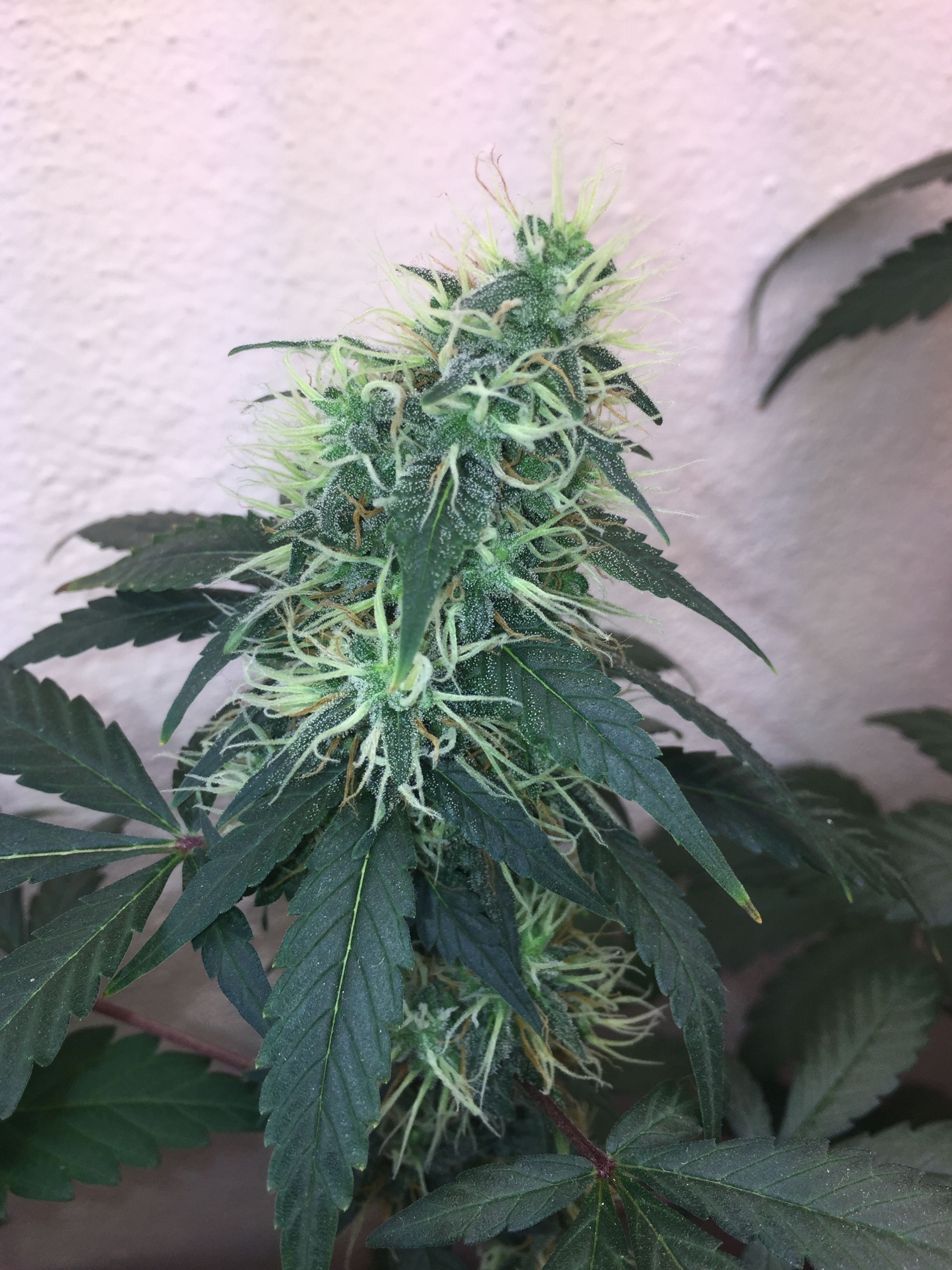 Click image for larger version

Name:	IMG_6083.jpg
Views:	136
Size:	4.34 MB
ID:	96537