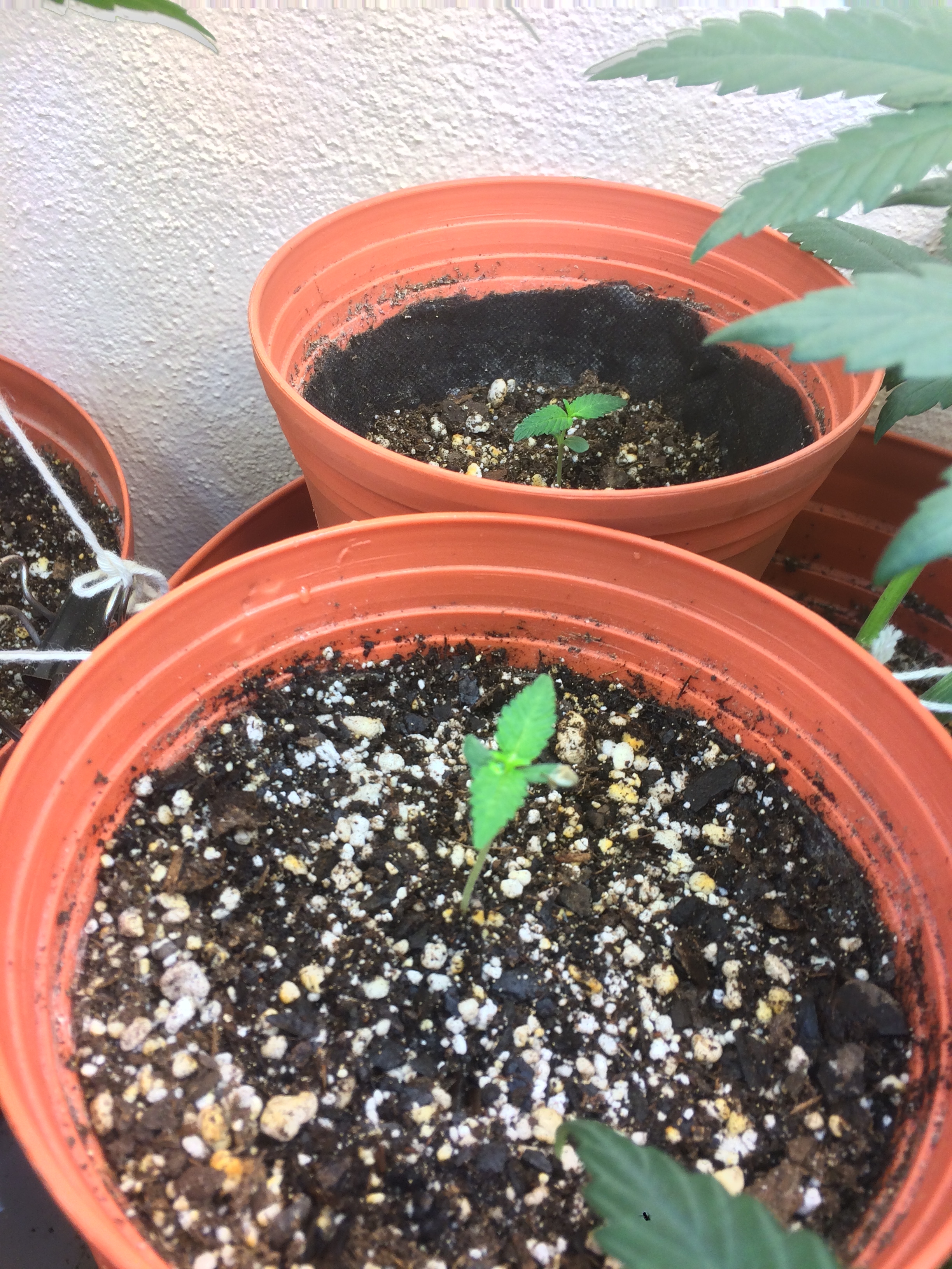 Click image for larger version

Name:	IMG_2107.JPG
Views:	153
Size:	4.37 MB
ID:	82600