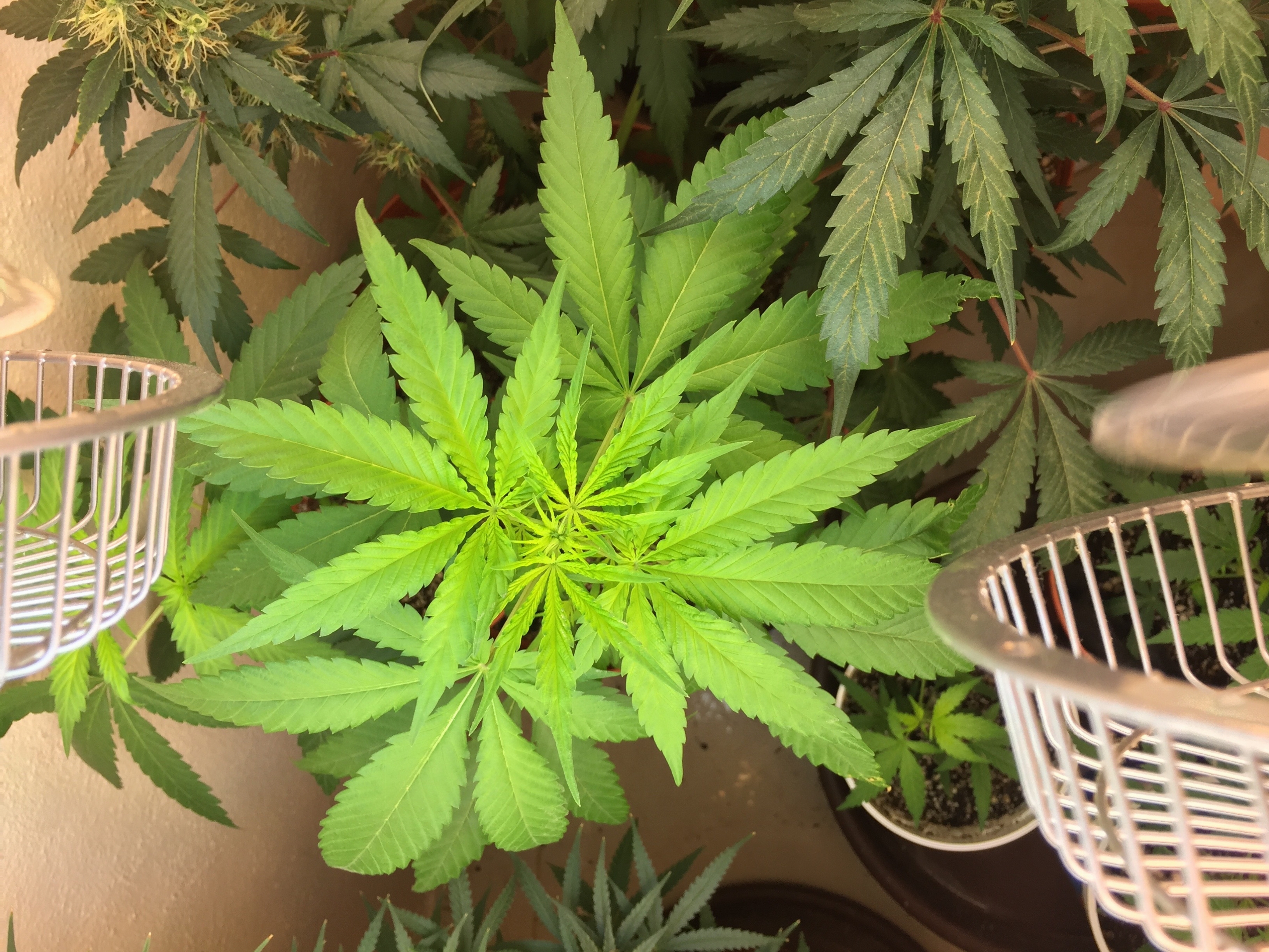 Click image for larger version

Name:	IMG_6112.jpg
Views:	313
Size:	4.61 MB
ID:	96558