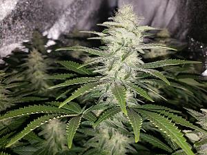 Click image for larger version

Name:	20181204_132328.jpg
Views:	296
Size:	3.02 MB
ID:	272492