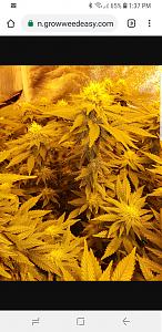 Click image for larger version

Name:	Screenshot_20181204-133751_Chrome.jpg
Views:	300
Size:	921.9 KB
ID:	272495