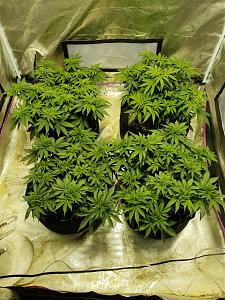 Click image for larger version

Name:	20181017_125618.jpg
Views:	276
Size:	4.11 MB
ID:	258973