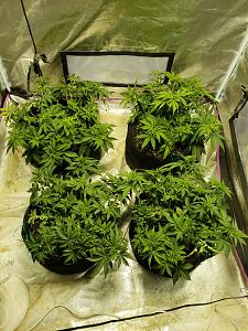 Click image for larger version

Name:	20181016_170027.jpg
Views:	281
Size:	4.67 MB
ID:	258778