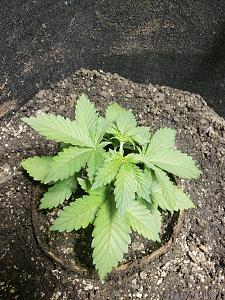 Click image for larger version

Name:	20180929_111302.jpg
Views:	228
Size:	3.25 MB
ID:	253577