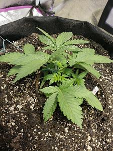 Click image for larger version

Name:	20181001_144750.jpg
Views:	222
Size:	3.70 MB
ID:	254079