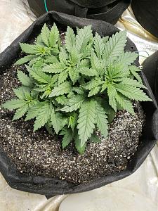 Click image for larger version

Name:	20181007_185611.jpg
Views:	214
Size:	3.39 MB
ID:	256154