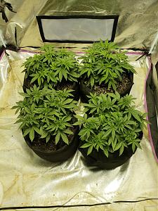 Click image for larger version

Name:	20181011_140142.jpg
Views:	287
Size:	4.44 MB
ID:	257291