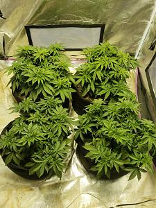 Click image for larger version

Name:	20181015_172237.jpg
Views:	287
Size:	4.45 MB
ID:	258592