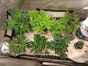 Click image for larger version

Name:	Screenshot_20260223_182151_Gallery.jpg
Views:	8
Size:	402.7 KB
ID:	663480