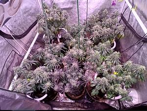 Click image for larger version

Name:	Screenshot_20260227_151324_Chrome.jpg
Views:	6
Size:	390.4 KB
ID:	663482