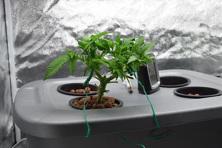 Click image for larger version

Name:	DSC_0255.JPG
Views:	167
Size:	5.46 MB
ID:	33689