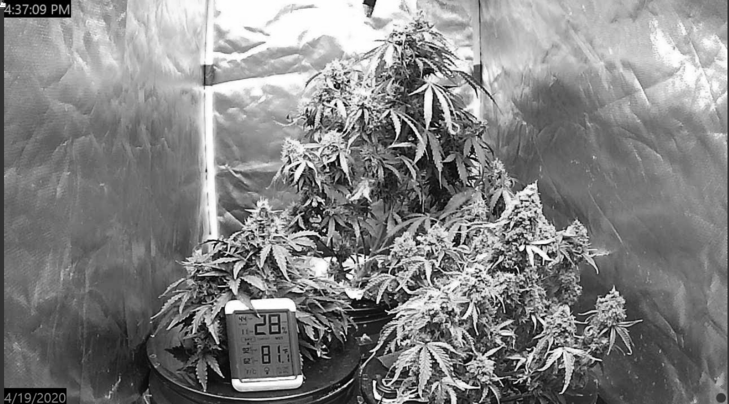 Click image for larger version

Name:	Screenshot_20200419_103716-mono.png
Views:	157
Size:	1.12 MB
ID:	397035