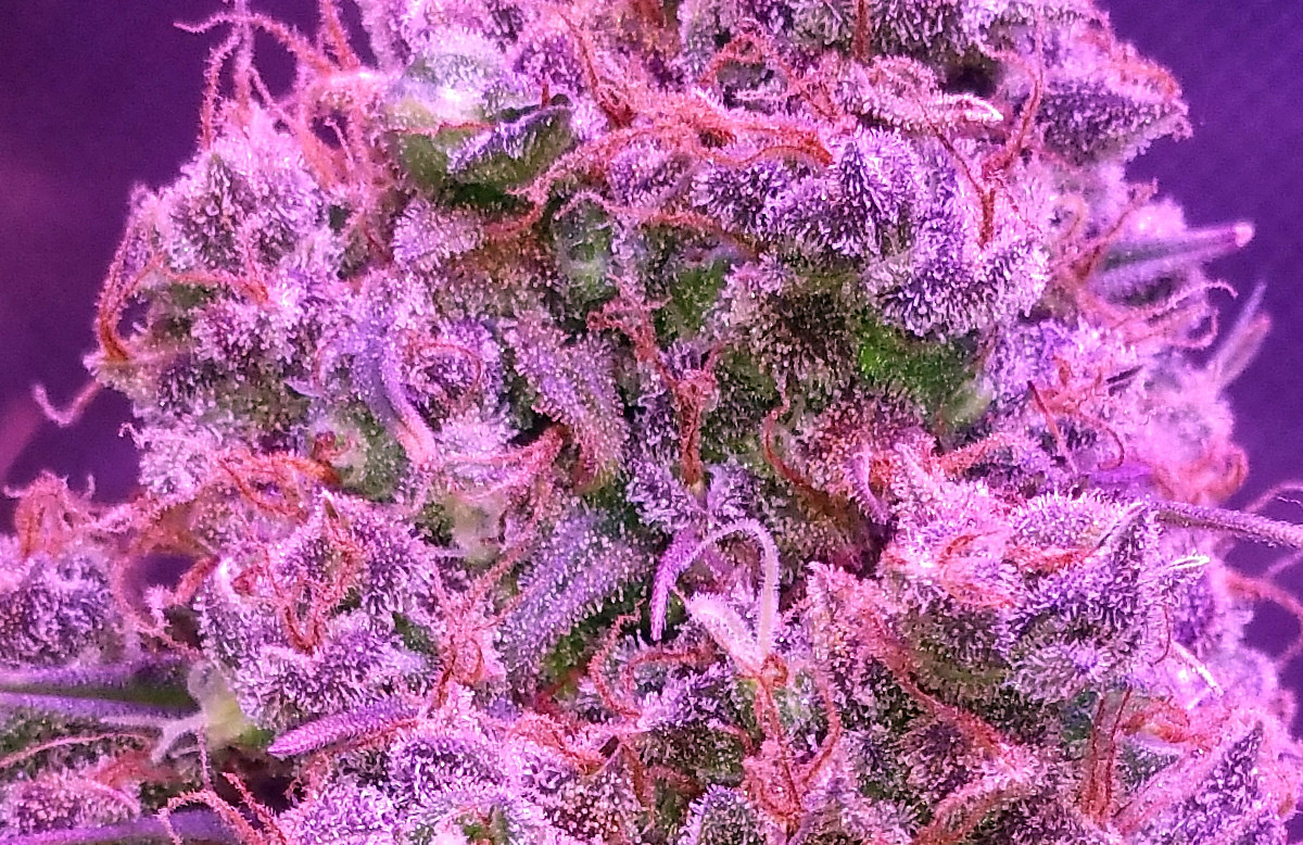 Click image for larger version

Name:	Week 14 thing 1 cola closeup.jpg
Views:	230
Size:	517.8 KB
ID:	397038