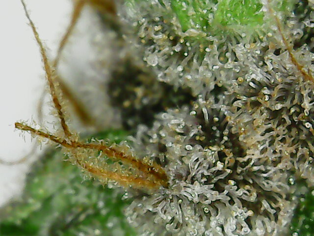 Click image for larger version

Name:	2020-04-19-102613.jpg
Views:	178
Size:	117.9 KB
ID:	397030