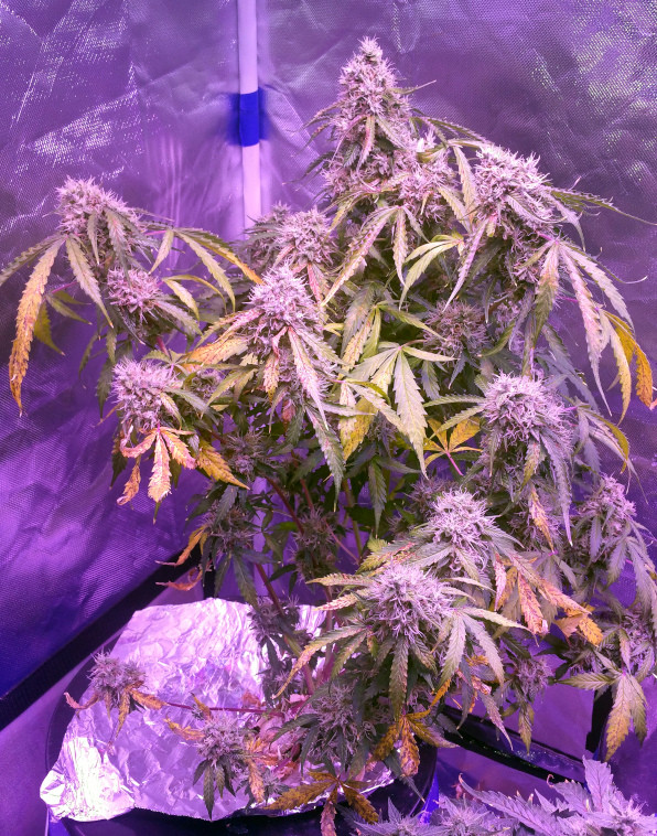 Click image for larger version

Name:	Week 14 thing 2.jpg
Views:	196
Size:	254.4 KB
ID:	397034