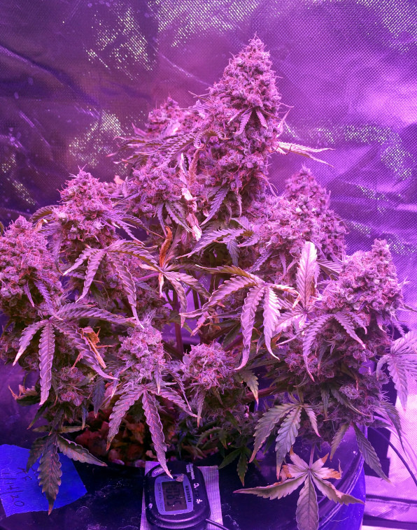 Click image for larger version

Name:	Week 14 thing 1.jpg
Views:	211
Size:	253.0 KB
ID:	397031