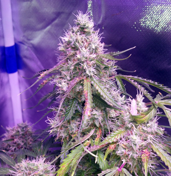 Click image for larger version

Name:	Week 14 thing 2 cola.jpg
Views:	208
Size:	179.9 KB
ID:	397032