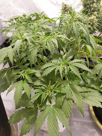 Click image for larger version

Name:	LRM_EXPORT_20117777071471_20190216_172229999.jpeg
Views:	228
Size:	872.6 KB
ID:	292352