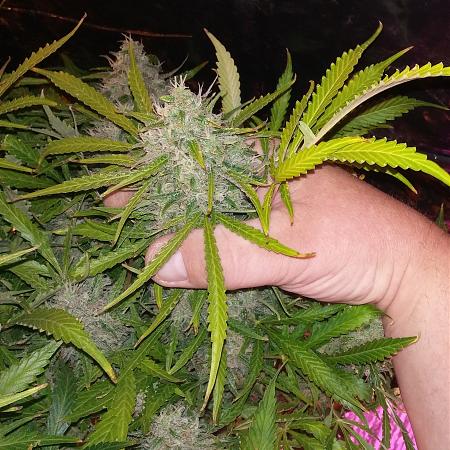 Click image for larger version

Name:	IMG_20170504_114828_534.jpg
Views:	223
Size:	3.21 MB
ID:	88209