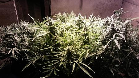 Click image for larger version

Name:	20170502_082517.jpg
Views:	230
Size:	6.06 MB
ID:	87208