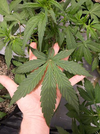 Click image for larger version

Name:	LRM_EXPORT_20131293293445_20190216_172243515.jpeg
Views:	240
Size:	871.2 KB
ID:	292355