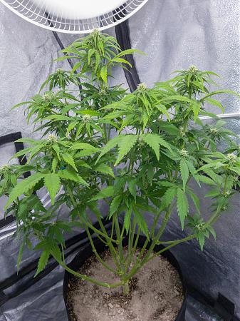 Click image for larger version

Name:	LRM_EXPORT_300089555987279_20190315_195304331.jpeg
Views:	221
Size:	1,003.7 KB
ID:	298671