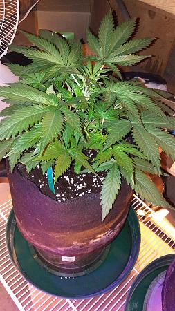 Click image for larger version

Name:	20170429_072045.jpg
Views:	220
Size:	5.94 MB
ID:	86061