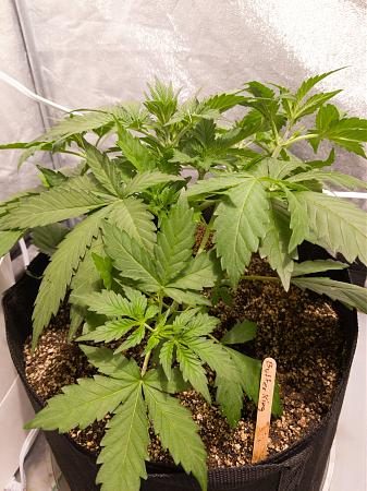 Click image for larger version

Name:	LRM_EXPORT_20077553507736_20190216_172149776.jpeg
Views:	239
Size:	866.5 KB
ID:	292364