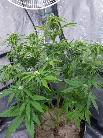 Click image for larger version

Name:	LRM_EXPORT_300094759306079_20190315_195309535.jpeg
Views:	259
Size:	943.0 KB
ID:	298670