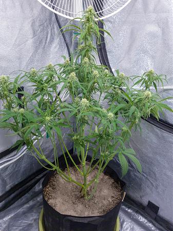 Click image for larger version

Name:	LRM_EXPORT_300099923052119_20190315_195314699.jpeg
Views:	203
Size:	1.19 MB
ID:	298669