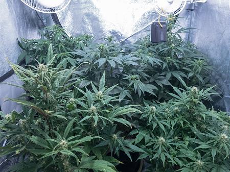 Click image for larger version

Name:	LRM_EXPORT_743385595874070_20190305_050721855.jpeg
Views:	224
Size:	1,017.4 KB
ID:	296290