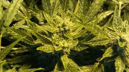 Click image for larger version

Name:	20170502_082702.jpg
Views:	243
Size:	4.87 MB
ID:	87207