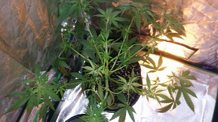 Click image for larger version

Name:	20170504_095909.jpg
Views:	215
Size:	4.83 MB
ID:	88204