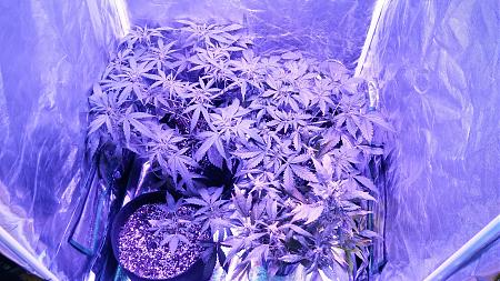 Click image for larger version

Name:	20170508_105128.jpg
Views:	193
Size:	6.84 MB
ID:	89843