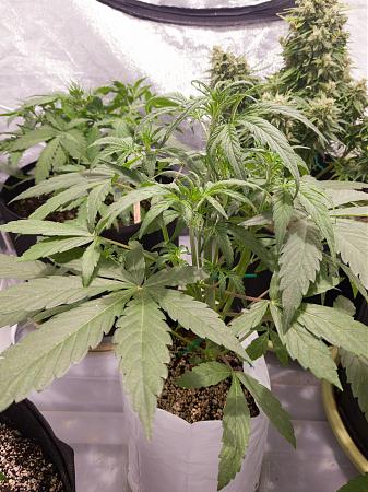 Click image for larger version

Name:	LRM_EXPORT_20134411319798_20190216_172246633.jpeg
Views:	231
Size:	844.6 KB
ID:	292354