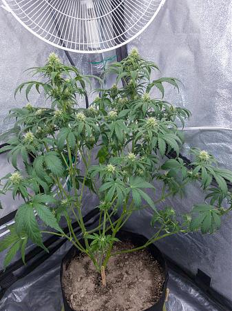 Click image for larger version

Name:	LRM_EXPORT_300125303810286_20190315_195340079.jpeg
Views:	232
Size:	1.14 MB
ID:	298665