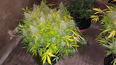 Click image for larger version

Name:	20170508_104153.jpg
Views:	215
Size:	6.19 MB
ID:	89845